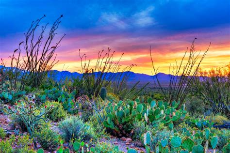 An Insiders Guide To Arizonas Saguaro National Park