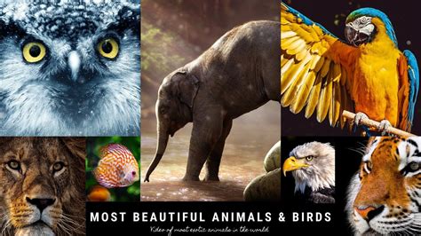 Beautiful Animals And Cute Birds Video 2020 Hd Most Exotic Animals In