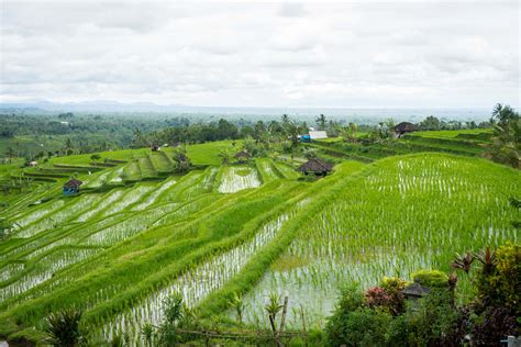 Visiting Jatiluwih Rice Terraces And Balis Cultural Landscape