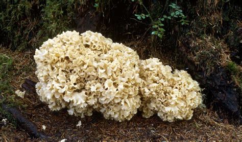 Coral Like Mushrooms Photos And Descriptions Of Edible And Inedible