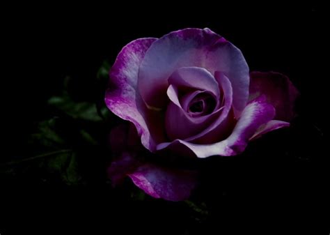 Download Purple Rose Background Wallpaper High Definition Quality By