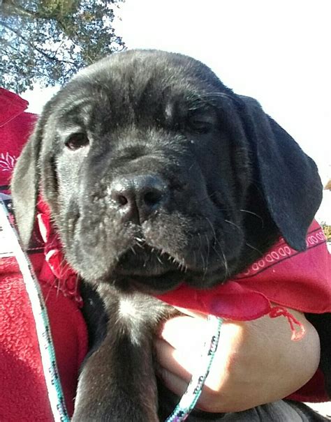 Cane Corso Puppies For Sale Dayton Oh 257834 Petzlover