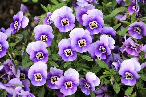Its Time To Plant Pansies True Blue Nursery