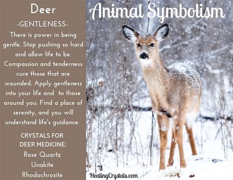 Animal Medicine Deer By Lizzy Baxter Current Updates Animal Totem