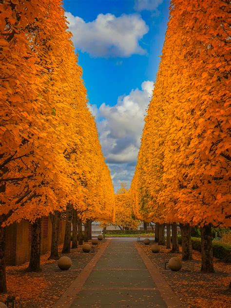 Standing Tall For Autumn Rlandscapephotography