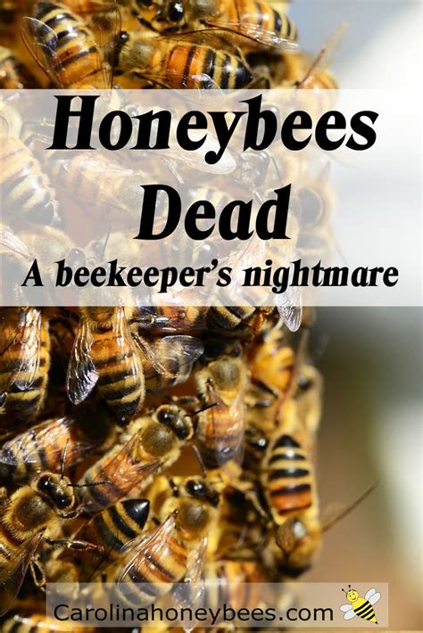 Beekeeping The Art Of Keeping Honey Bees