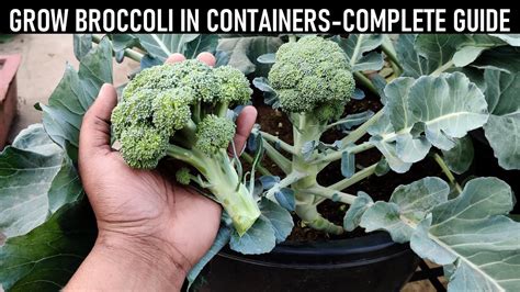 How To Grow Broccoli At Home Seed To Harvest