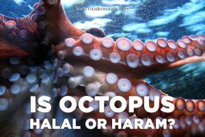 According to religious resources regarding halal and haram meat, there are general rulings and numerous standards; Is Seafood Halal? (Crab, Lobster, Shark, Octopus, Oyster ...