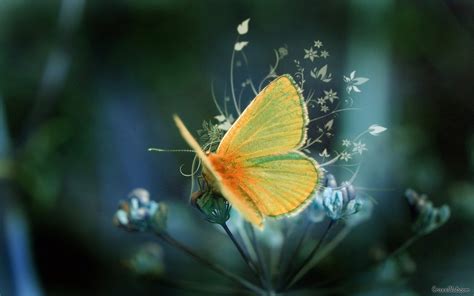 Enjoy Butterfly Beautiful Wallpapers