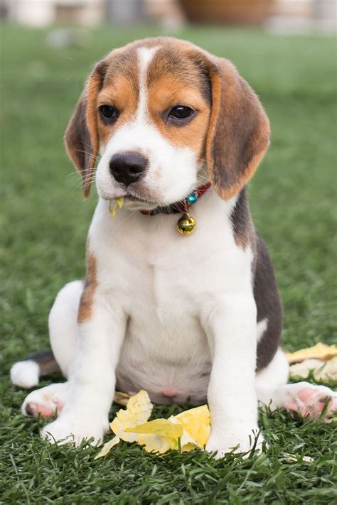 Beagle Dog Breed Information Characteristics And How To Care For Them