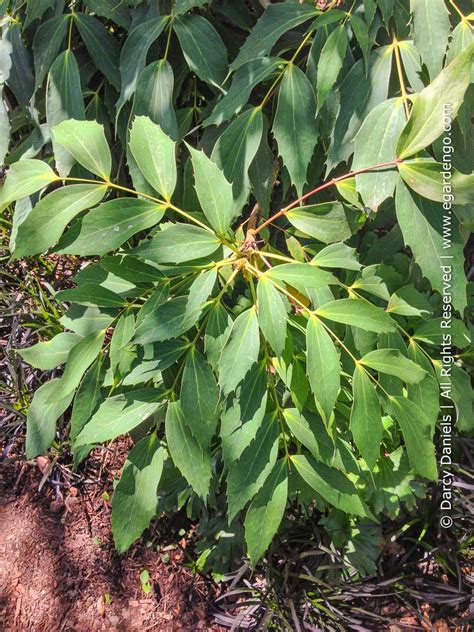 Mahonia Gracilipes