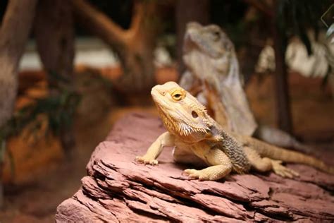 How To Care For Your Bearded Dragon Pet