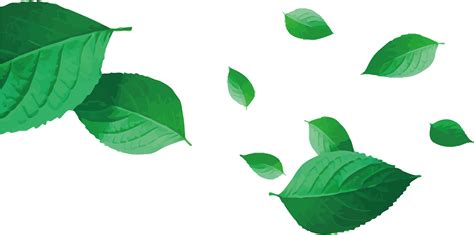 Pinnation leaf tangkai daun, daun besar, botani, daun png. Leaves Vector Png / Arecaceae Leaf Euclidean Vector ...