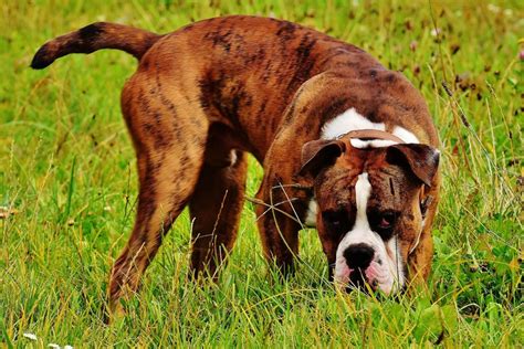 5 Most Popular Pet Dog Breeds In The United Kingdom Sunnydays Pets