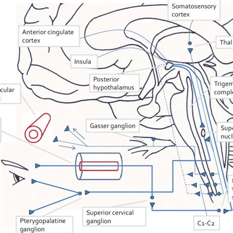 Pdf Cluster Headache And Other Trigeminal Autonomic Cephalgias