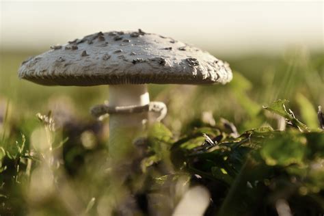 All ABOUT MUSHROOMS - Collection of Mycology Resources