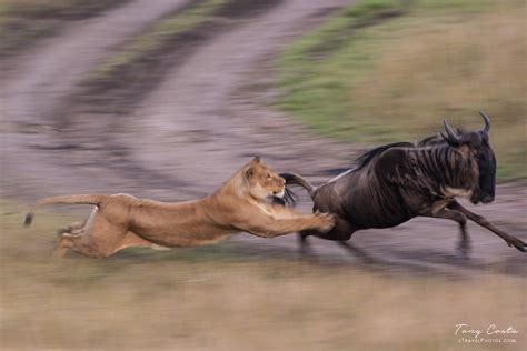 Lion Chasing A Wildebeest A Lion Chasing A Wildebeest In T Flickr
