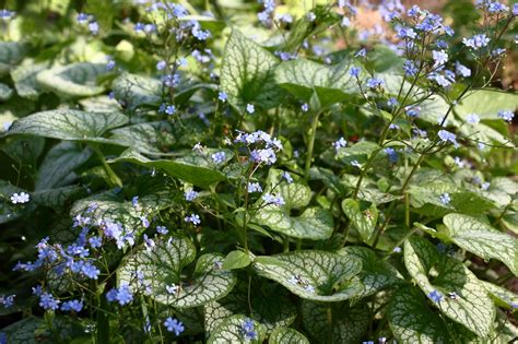How To Plant And Care For Brunnera Siberian Bugloss