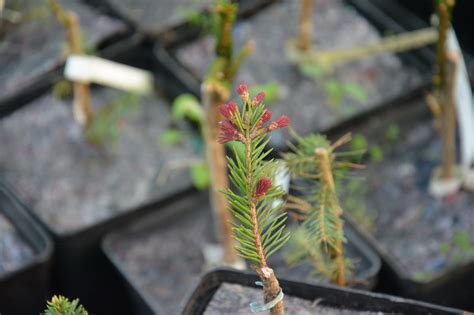 Jeśli będziesz już w gronie uprawnionych i nie zapiszesz się na szczepienie w danym dniu, będziesz mógł to zrobić później. Zielono Zakręceni: Rozmnażanie roślin iglastych ...