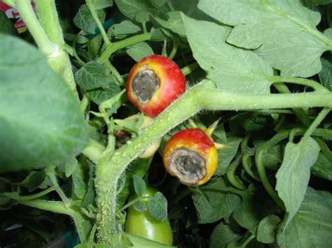 Tomato Diseases Picture Identification