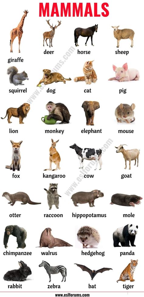 Mammals List Of Mammals In English With Esl Picture Esl Forums