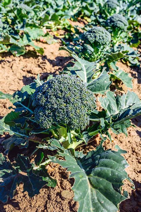 How To Grow Your Own Broccoli Gardeners Path