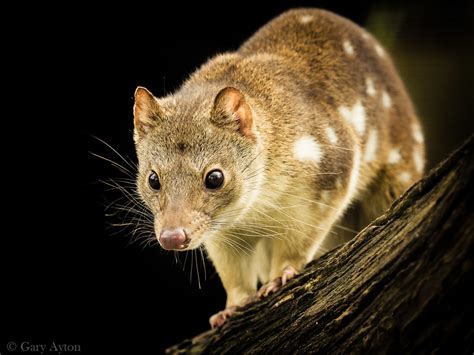 Tiger Quoll Profile Traits Facts Range Pet Baby Cute