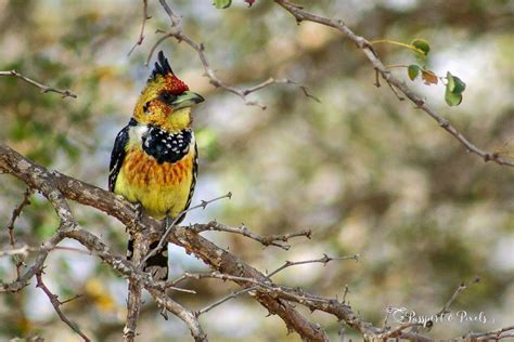 Top 34 African Birds A Safari Photo Guide