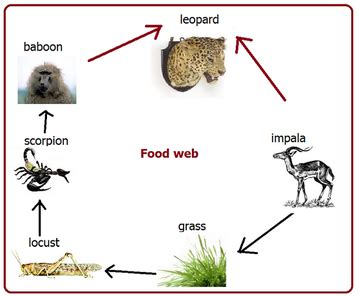 A food chain is a flow of energy from a green plant (producer) to an animal (consumer) and to another animal (another consumer) and so on. Food web - Biology Notes for IGCSE 2014