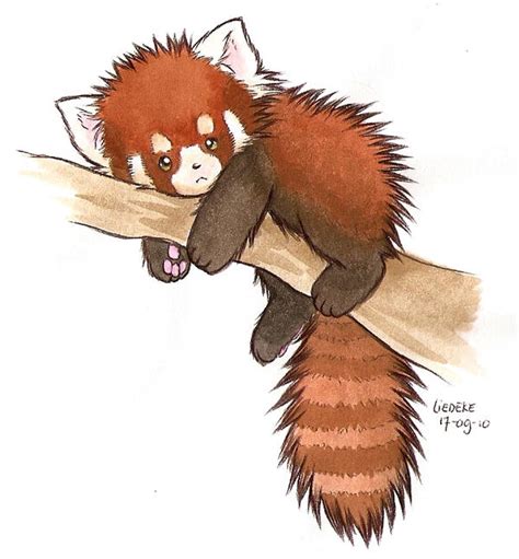 Check spelling or type a new query. Red panda by Liedeke on DeviantArt