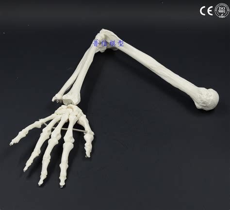 11 Human Bone Model Of Bone Adult Arm Of Upper Limb Bone Arm And