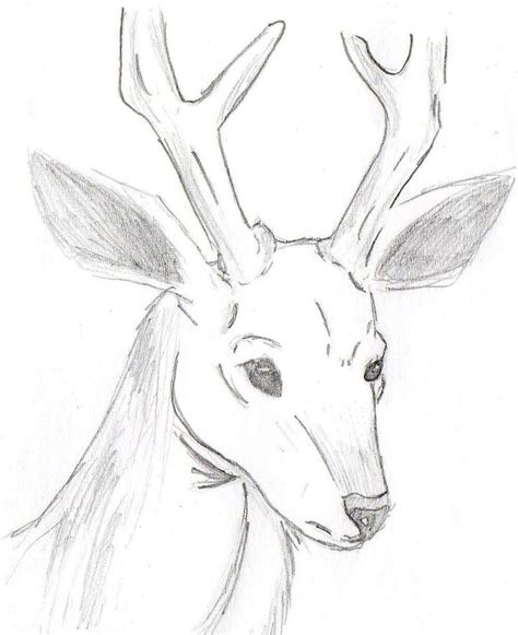 Deer Sketch By Mcjibbers On Deviantart
