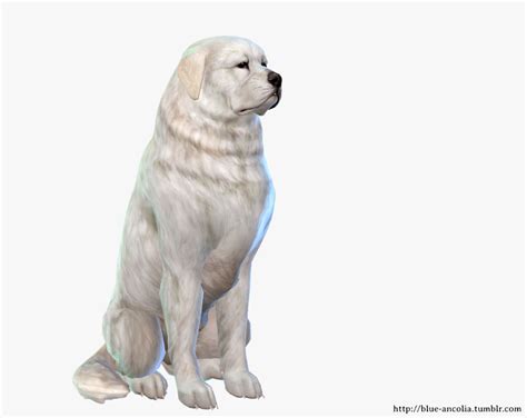 Blue Ancolia Great Pyrenees Makeover The Sims 4 Download