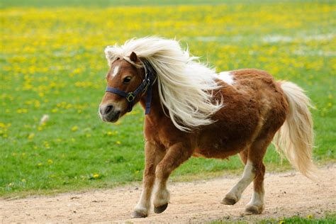 Shetland Pony brutally stabbed to death in West Lothian field - The ...