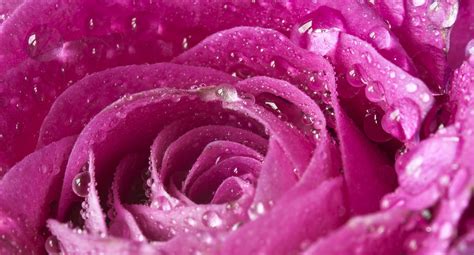 Rose Pink Petals Drops Macro Bokeh Wallpaper 2048x1102 163370