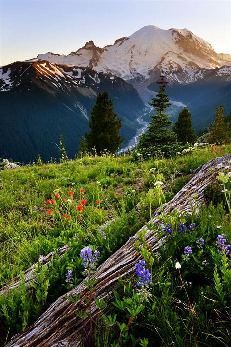 Mount Rainier Landschaftsbilder