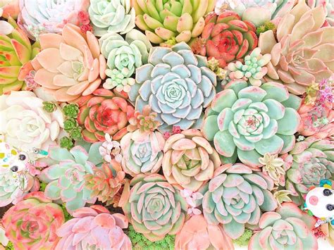 Top More Than Wallpaper Succulents Best In Coedo Com Vn