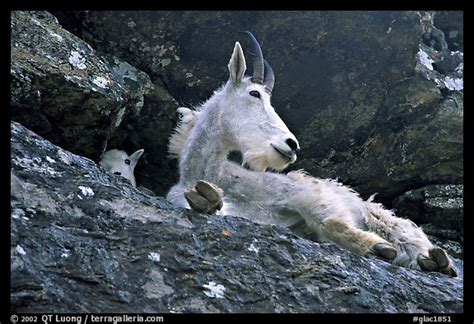 Picturephoto Mountain Goat On A Rocky Ledge Glacier National Park