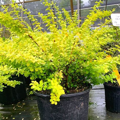 Bonanza Gold Barberry Japanese Barberry Yellow Leaves Shrubs
