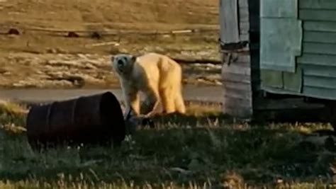 Polar Bear Pleads For Help From Humans After Getting Tongue Stuck In