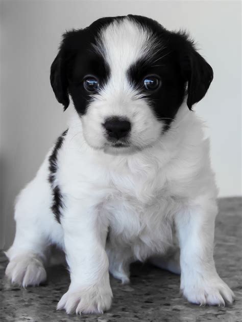 1080x1920 Wallpaper Black And White Border Collie Puppy Peakpx