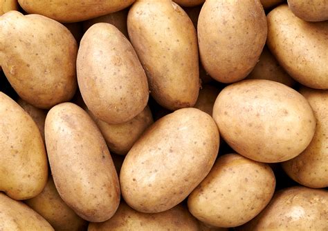 Field Trials Reveal Blight Resistant Gm Potatoes Crop Biotech Update