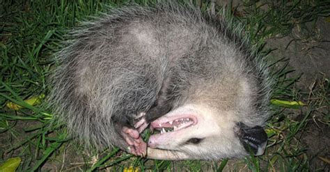 Everything Worth Knowing About Opossums In Toronto
