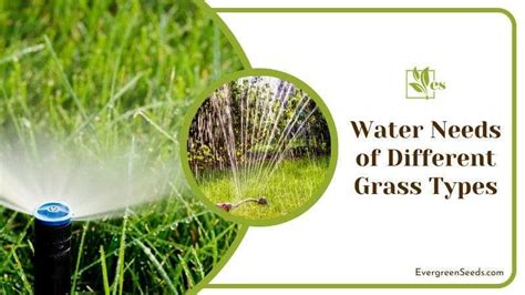 How Often To Water New Grass Seed More Than Youd Expect Evergreen Seeds