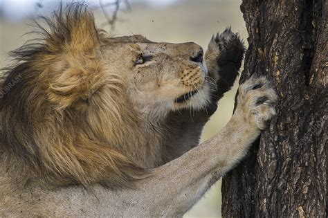 Male African Lion Scratching Tree Stock Image F0232179 Science