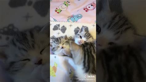 Những Chú Mèo Thật Là Cute Youtube