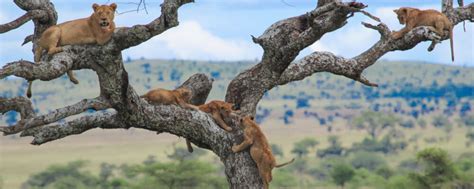 4 Days Tree Climbing Lions Safari Tarangire And Manyara Born