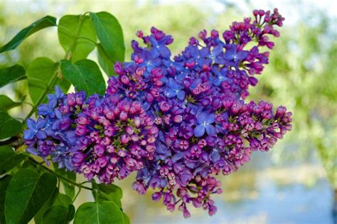 How To Grow And Prune Lilac Bushes Prune Lilac Bush Lilac Bushes Lilac