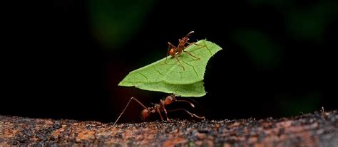 Leaf Cutter Ants Fungus