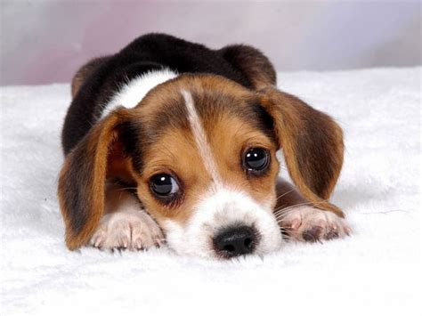 Cute Beagle Puppy Puppies Beagles Animals Dogs Hd Wallpaper Peakpx